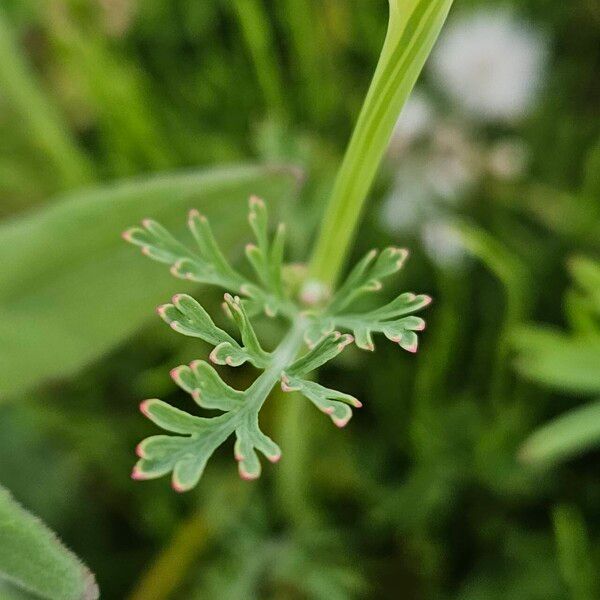 Eschscholzia californica Leaf