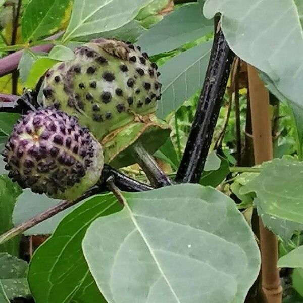 Datura metel Vaisius