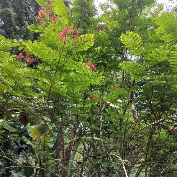 Caesalpinia pulcherrima 整株植物