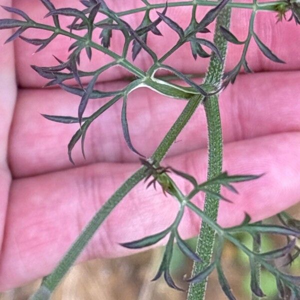 Visnaga daucoides Blad