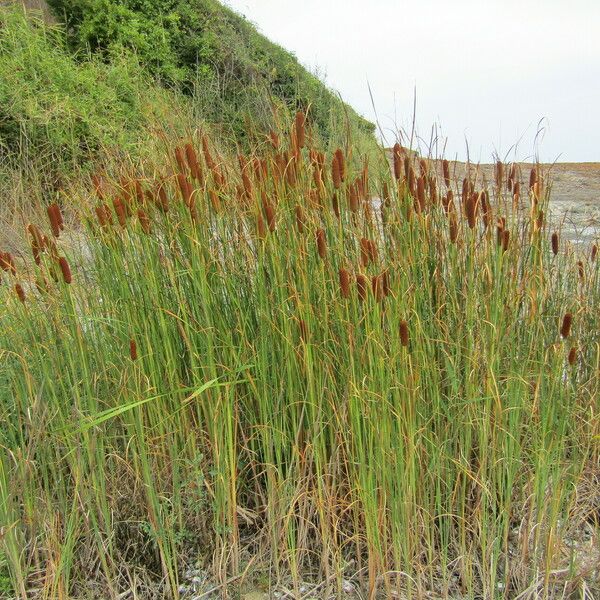 Typha laxmannii Yeri