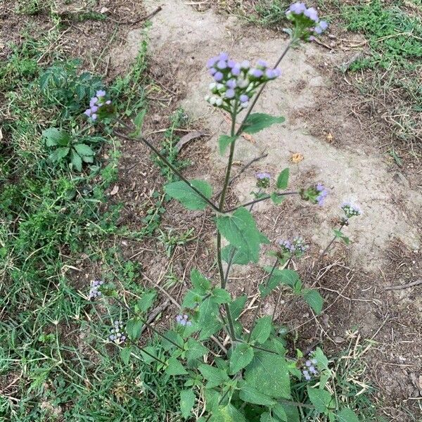 Ageratum conyzoides Flower