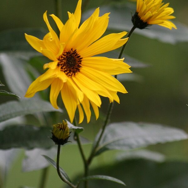 Helianthus pauciflorus Flower