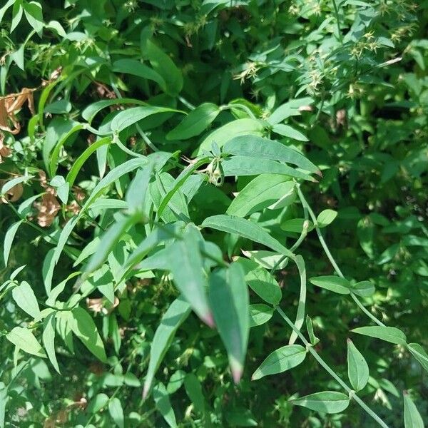 Jasminum beesianum Yaprak