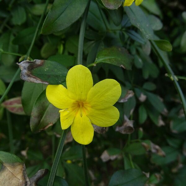 Jasminum mesnyi Кветка