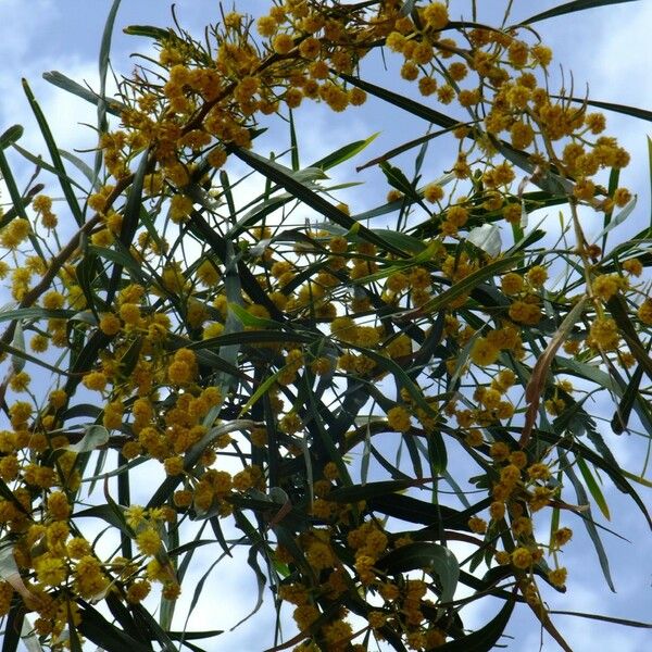 Acacia saligna Συνήθη χαρακτηριστικά