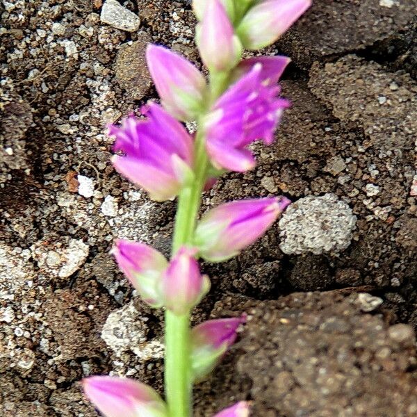 Celosia argentea Flower