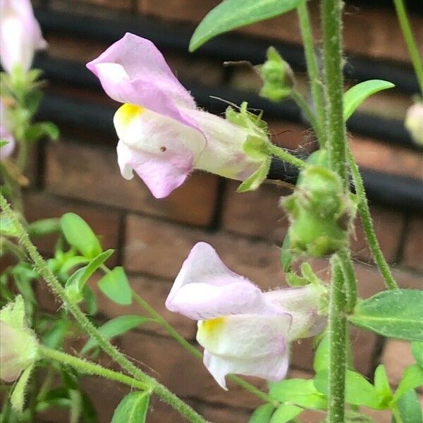 Antirrhinum australe പുഷ്പം