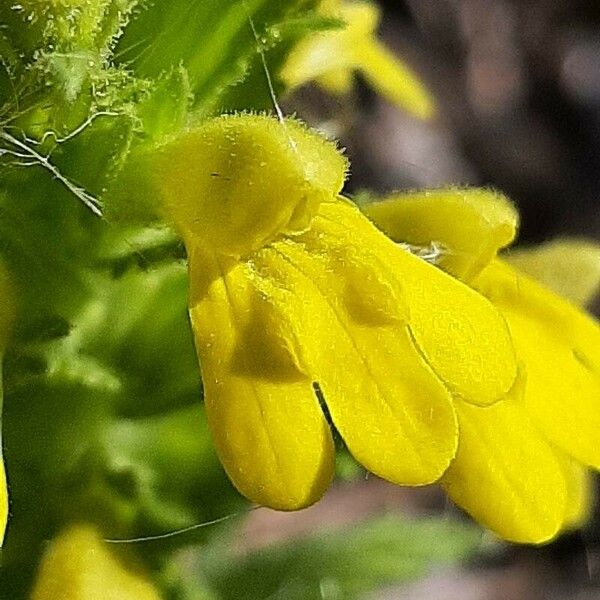 Parentucellia viscosa Blomst