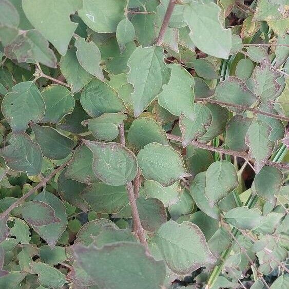 Cotoneaster integerrimus Leaf