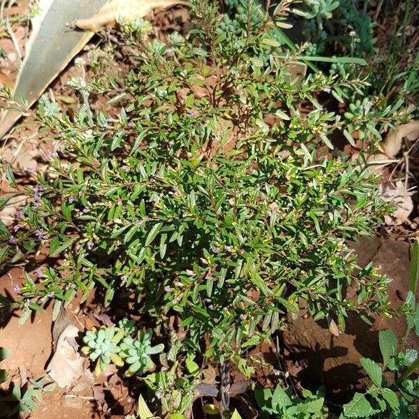 Cuphea hyssopifolia Φύλλο