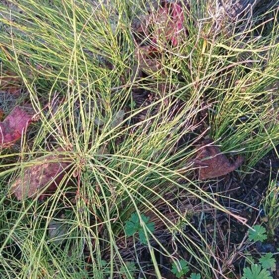 Equisetum palustre Habitus