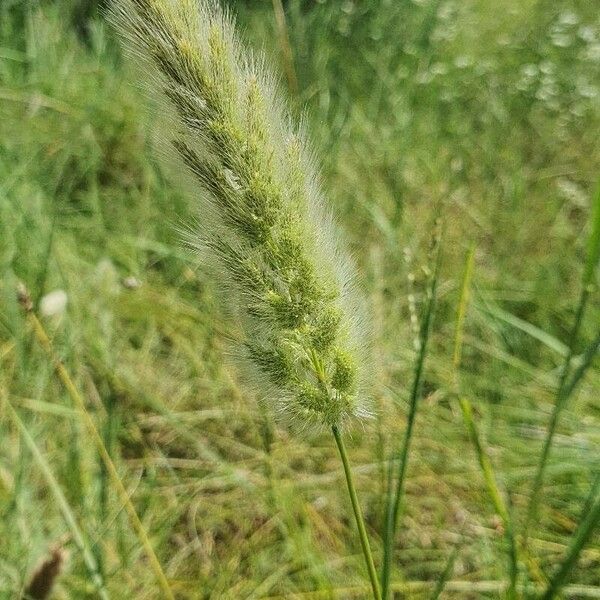 Polypogon monspeliensis Flower