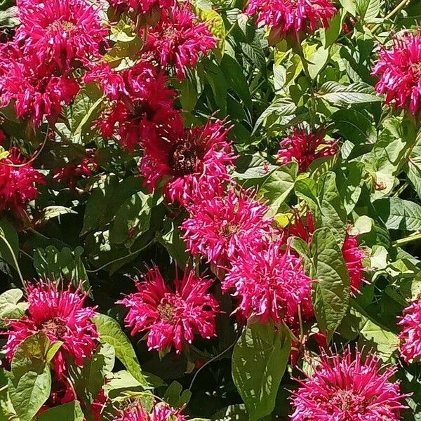 Monarda didyma Hábito