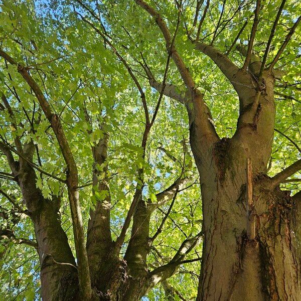 Acer saccharinum Habitus