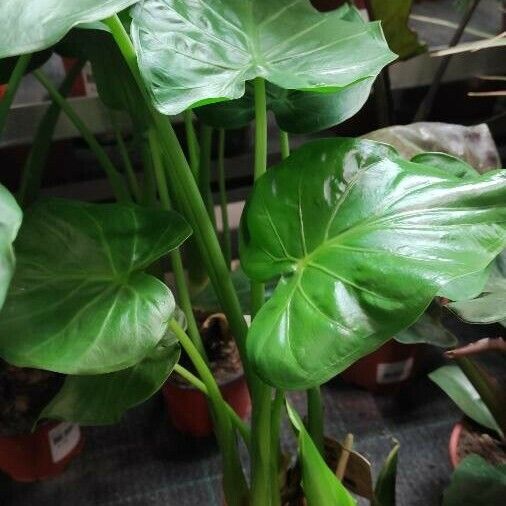 Alocasia cucullata Hábitos