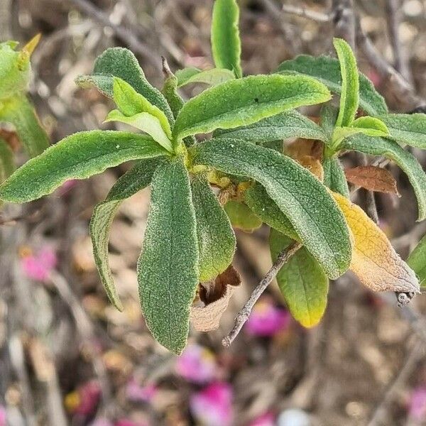 Cistus x purpureus Yaprak