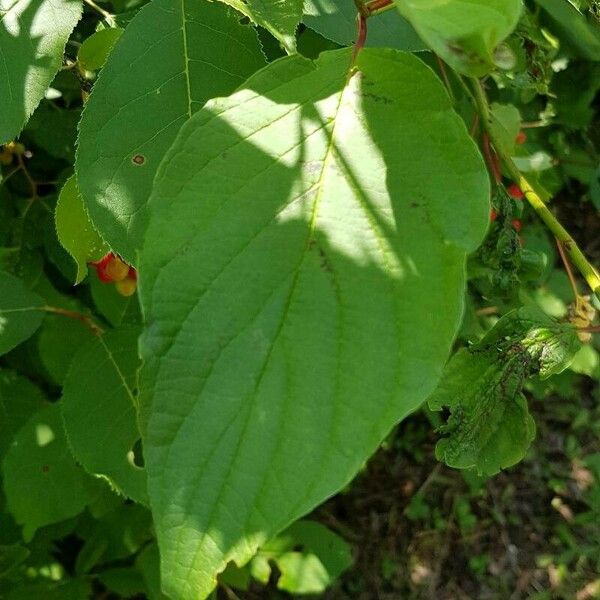 Prunus virginiana Folla