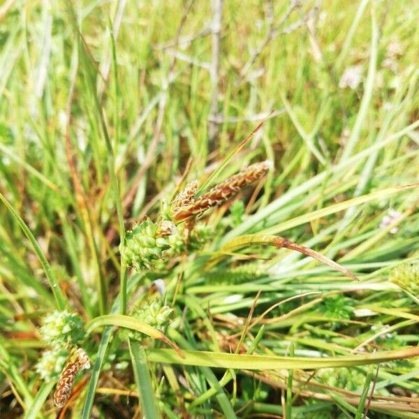Carex extensa Cvet