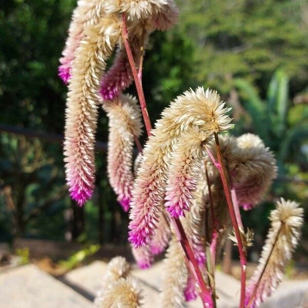 Deeringia spicata Blomst