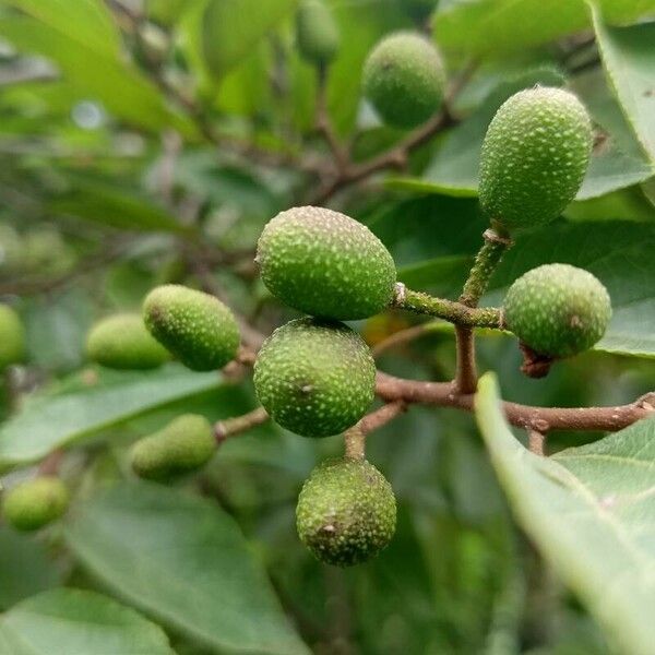 Grewia hexamita Fruit