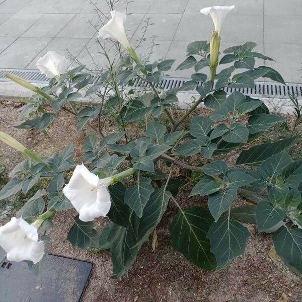 Datura innoxia Feuille