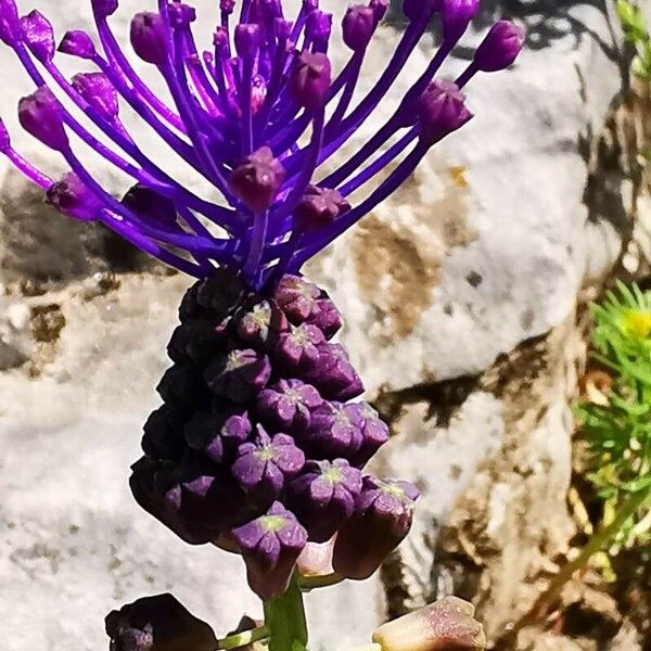 Muscari comosum 花