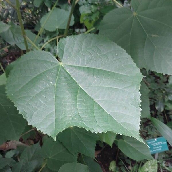 Dombeya wallichii Leaf