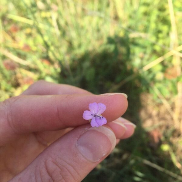 Petrorhagia nanteuilii Flower