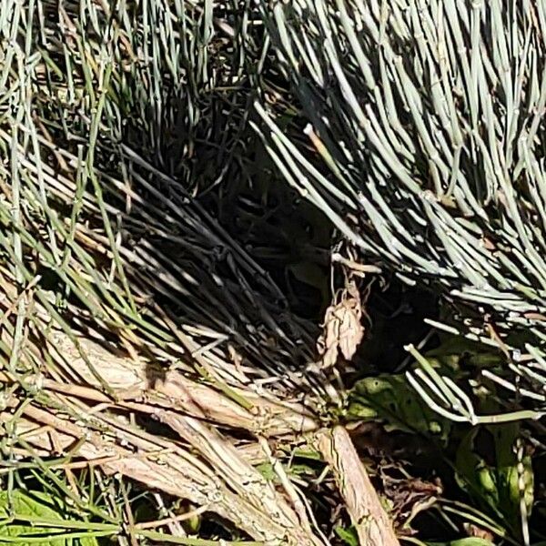 Ephedra intermedia Bark