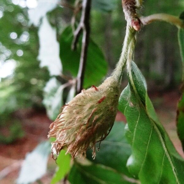 Fagus sylvatica Frukto