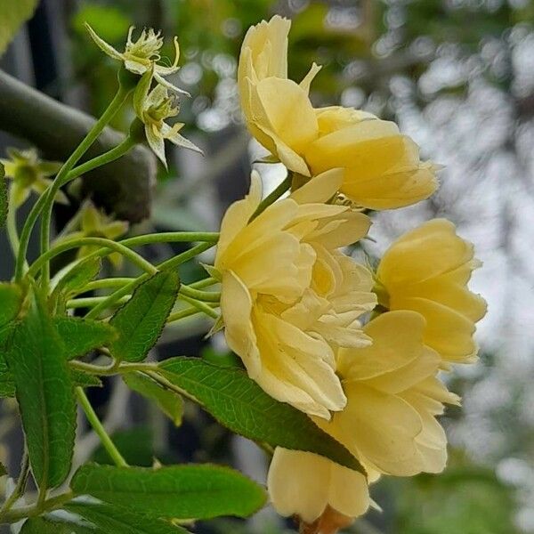 Rosa banksiae Flower