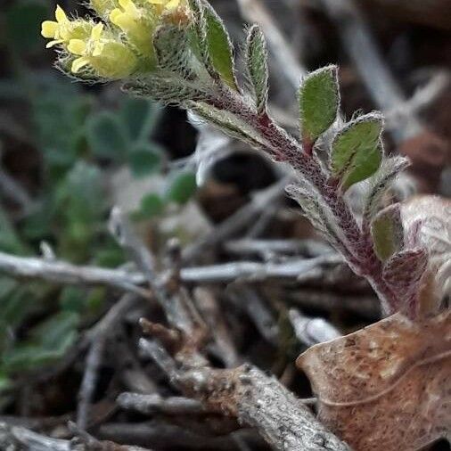 Alyssum simplex Õis