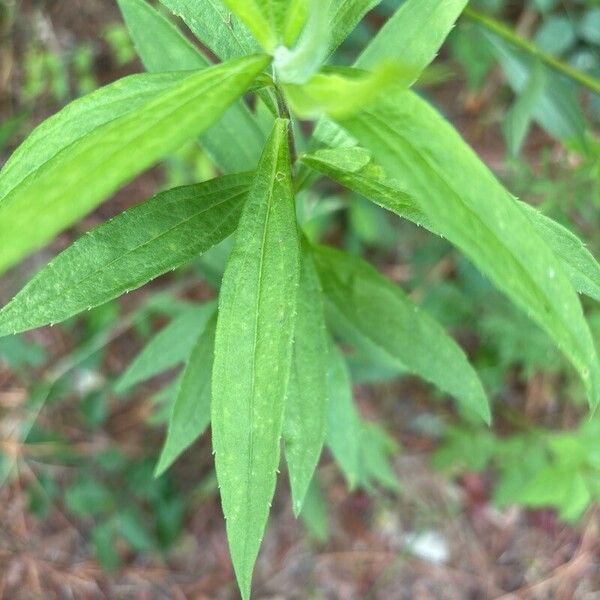 Solidago altissima 葉