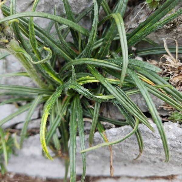 Saussurea alpina Leaf