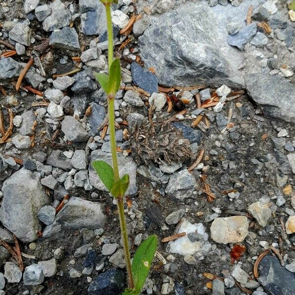 Cerastium pumilum 整株植物