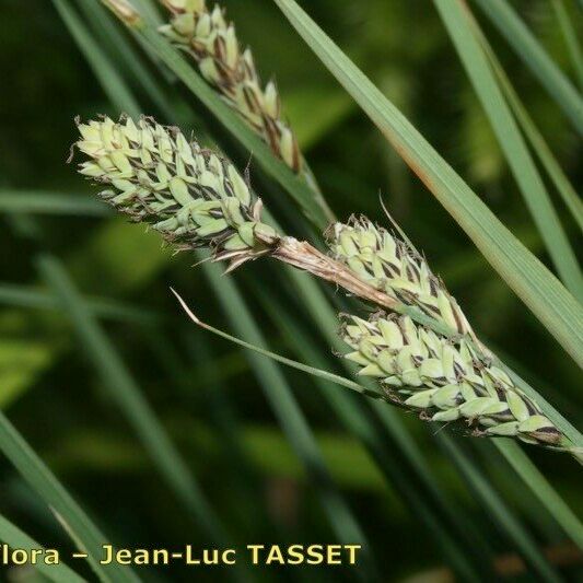 Carex buxbaumii Žiedas