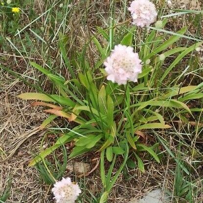 Armeria maritima Lorea