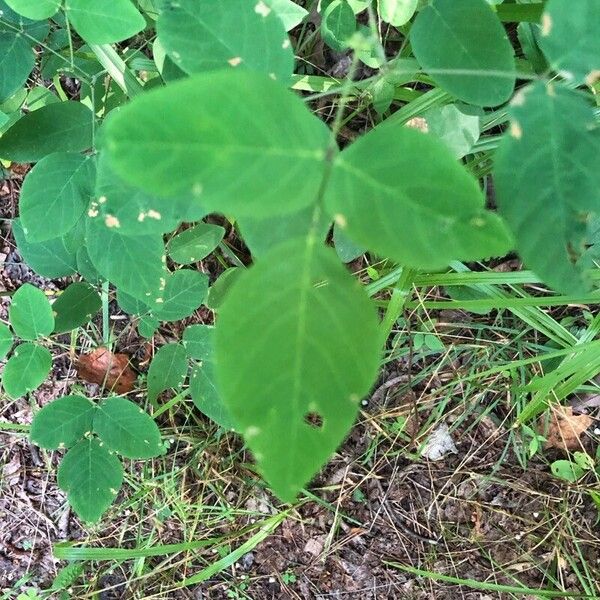 Amphicarpaea bracteata Blatt