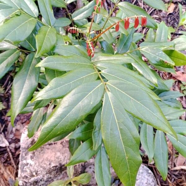 Cnestis polyphylla Deilen