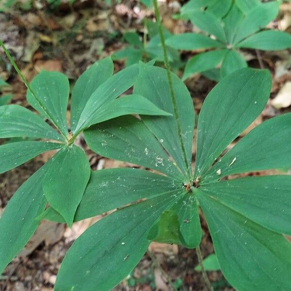 Medeola virginiana List