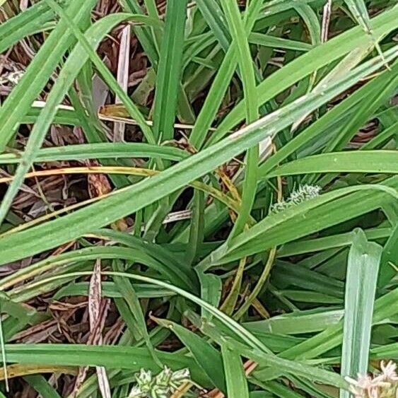 Carex vulpina পাতা