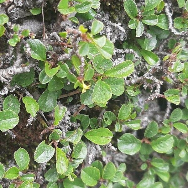 Rhamnus pumila 花