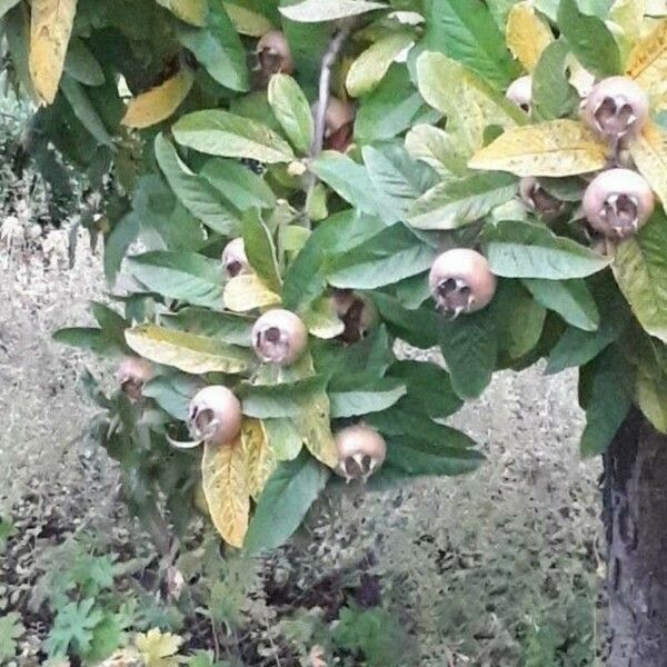 Crataegus germanica Frucht