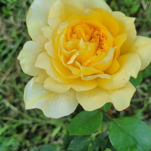 Rosa foetida Flower