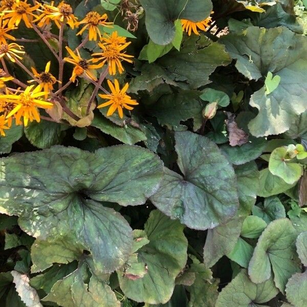 Ligularia dentata Flower