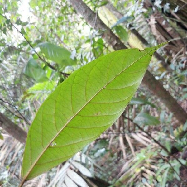 Annona haematantha Leaf