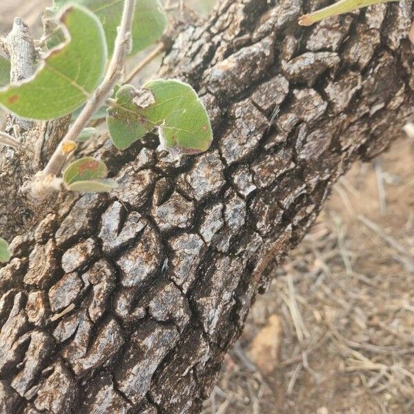 Combretum molle Bark