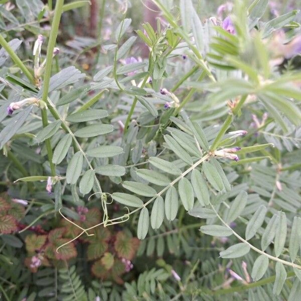 Vicia sativa Yaprak