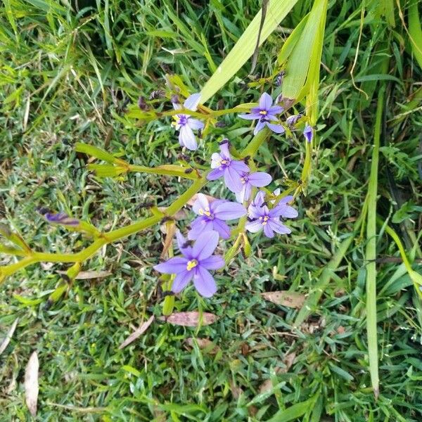 Aristea ecklonii Flower